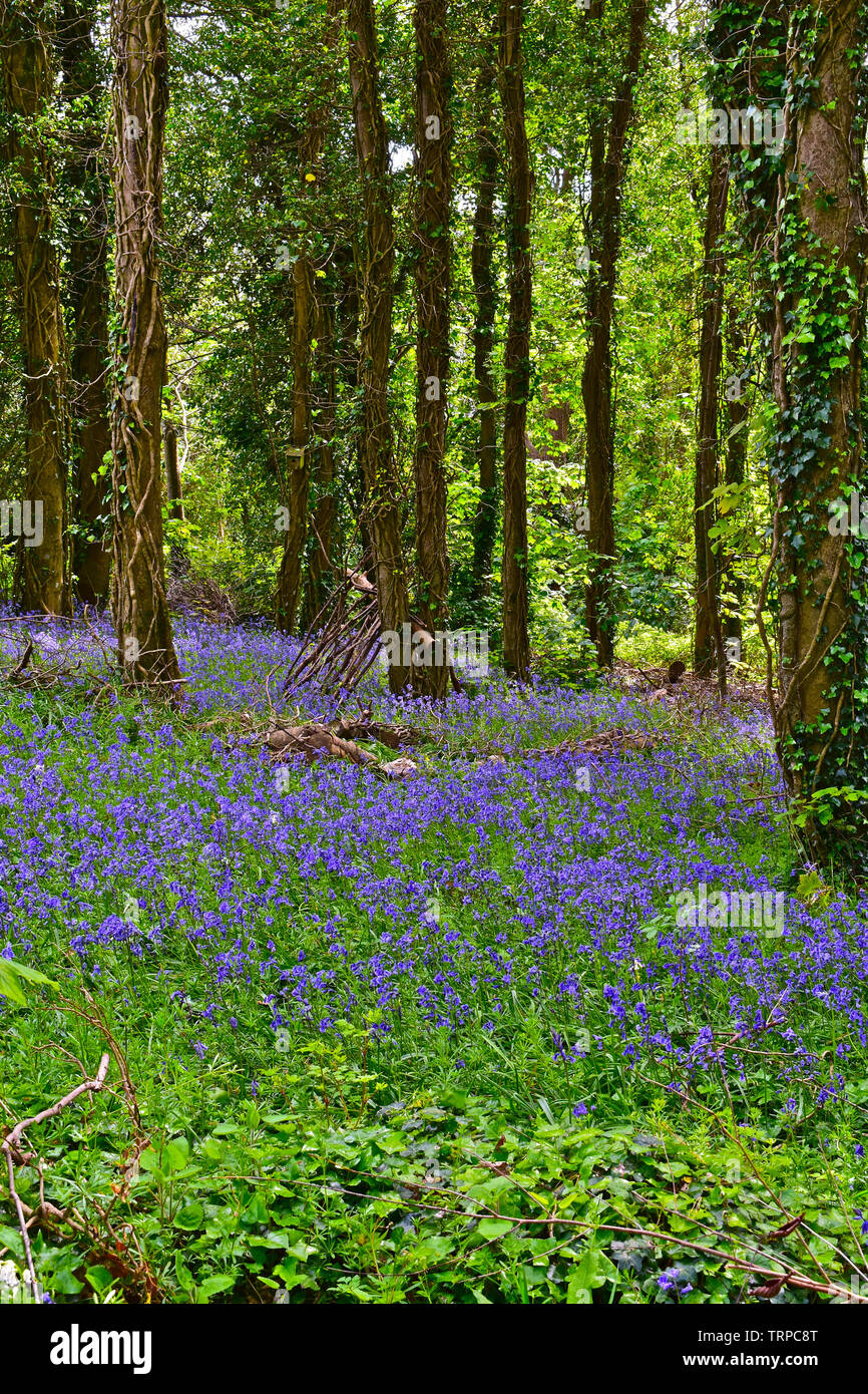 A sea of beautiful blue daffodils carpet the ground in this woodland scene in spring. Trees are coming into leaf. Stock Photo