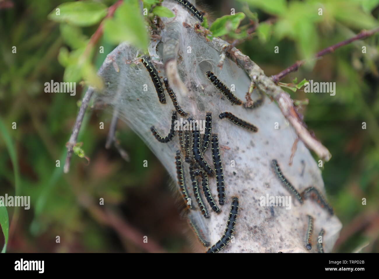 Hairy Caterpillar Nest High Resolution Stock Photography and Images - Alamy