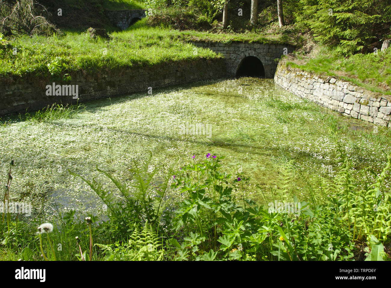 Hutthaler Widerwaage,ancient water management of Upper Harz Water Regale (Oberharzer Wasserregal), Germany, Stock Photo