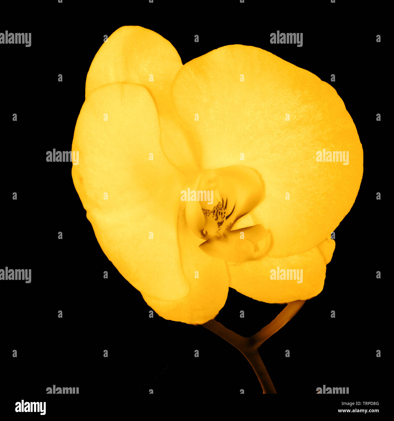 Digitally enhanced image of a single yellow Orchid on black back ground Stock Photo