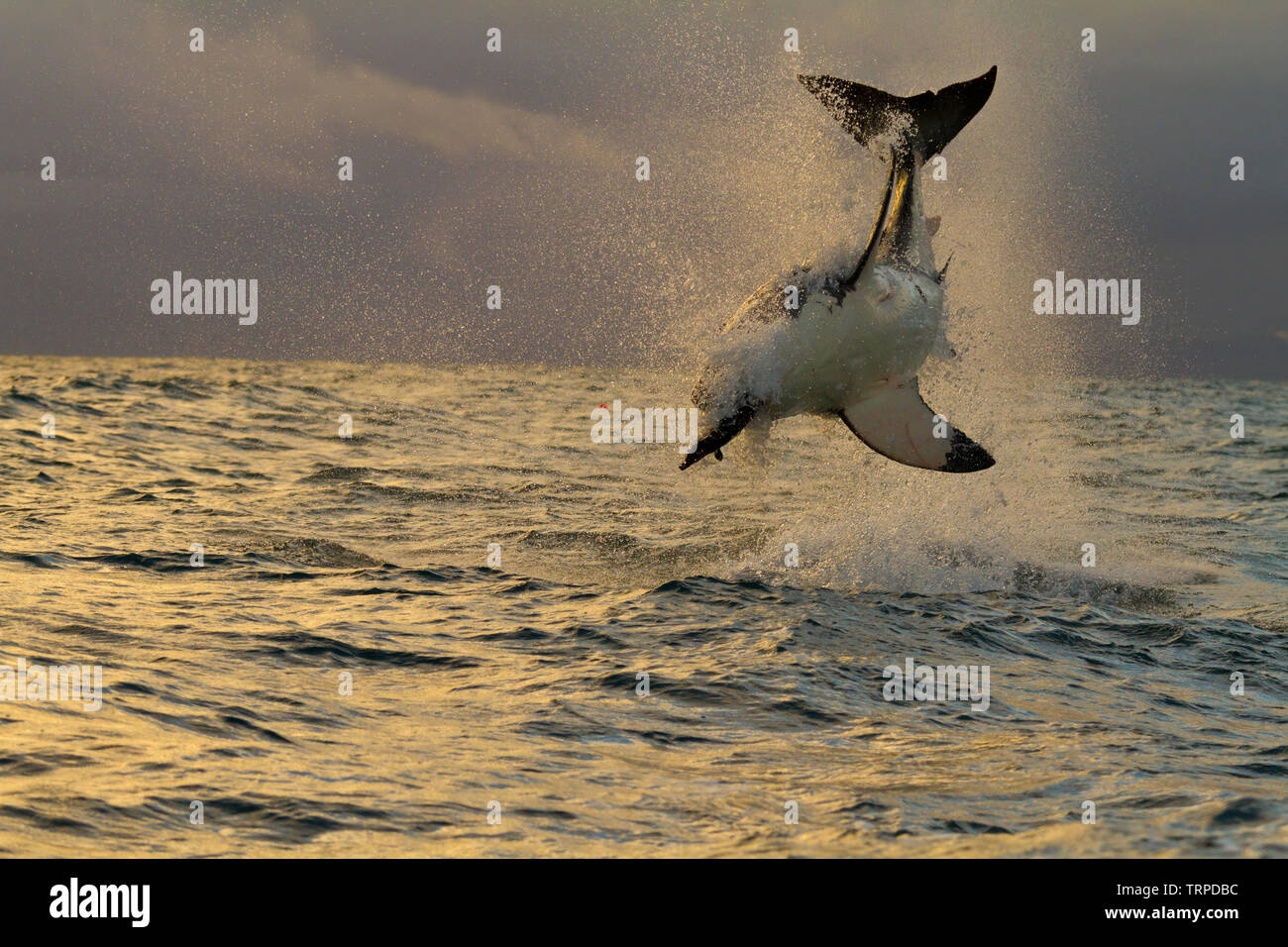 GREAT WHITE SHARK GRAN TIBURON BLANCO(Carcharodon carcharias), Seal Island, False Bay, South