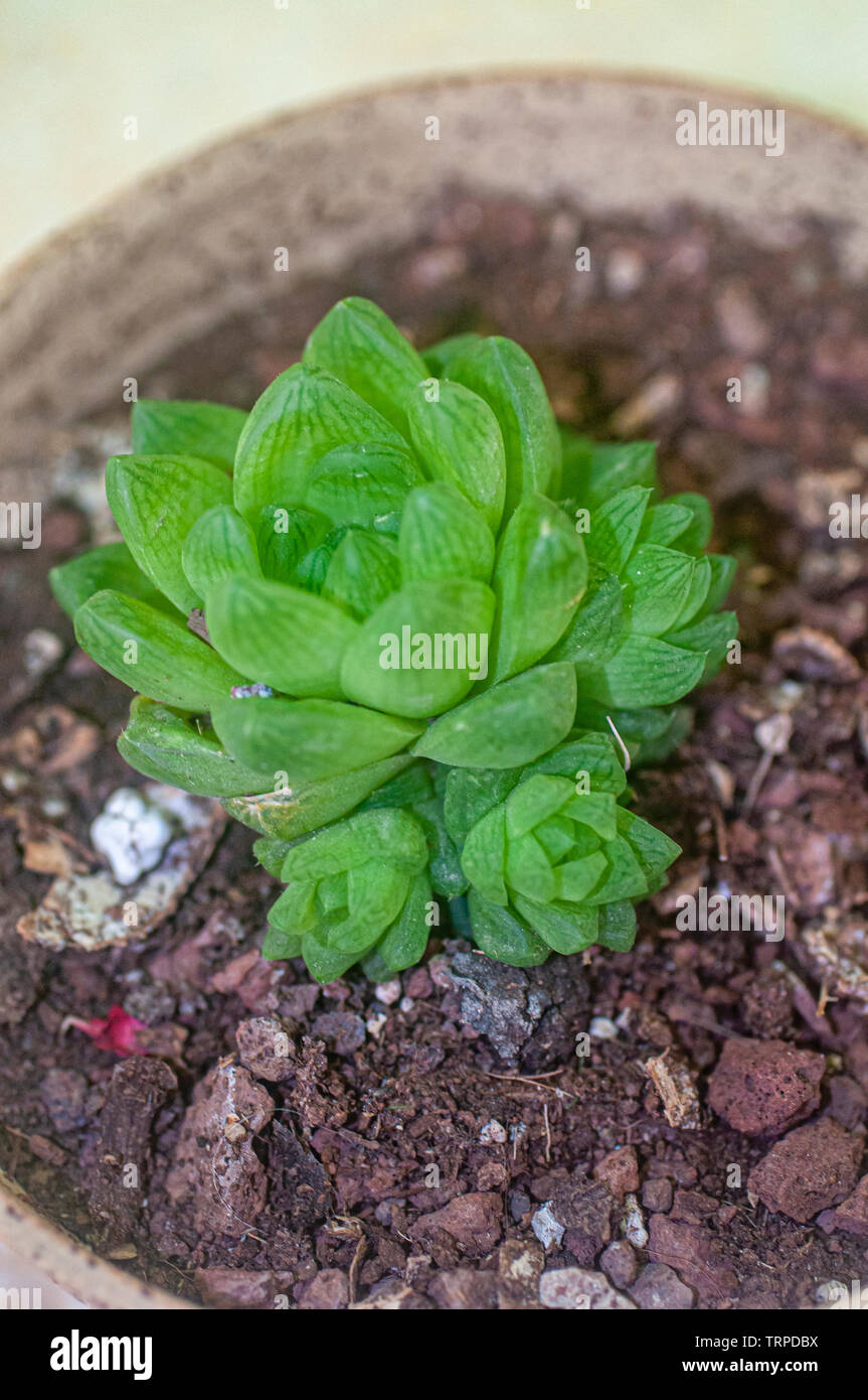 Haworthia cuspidata (Star window Plant) is a rosette forming succulent, with star-like rosettes, up to 4 inches (10 cm) across. The leaves are lime gr Stock Photo