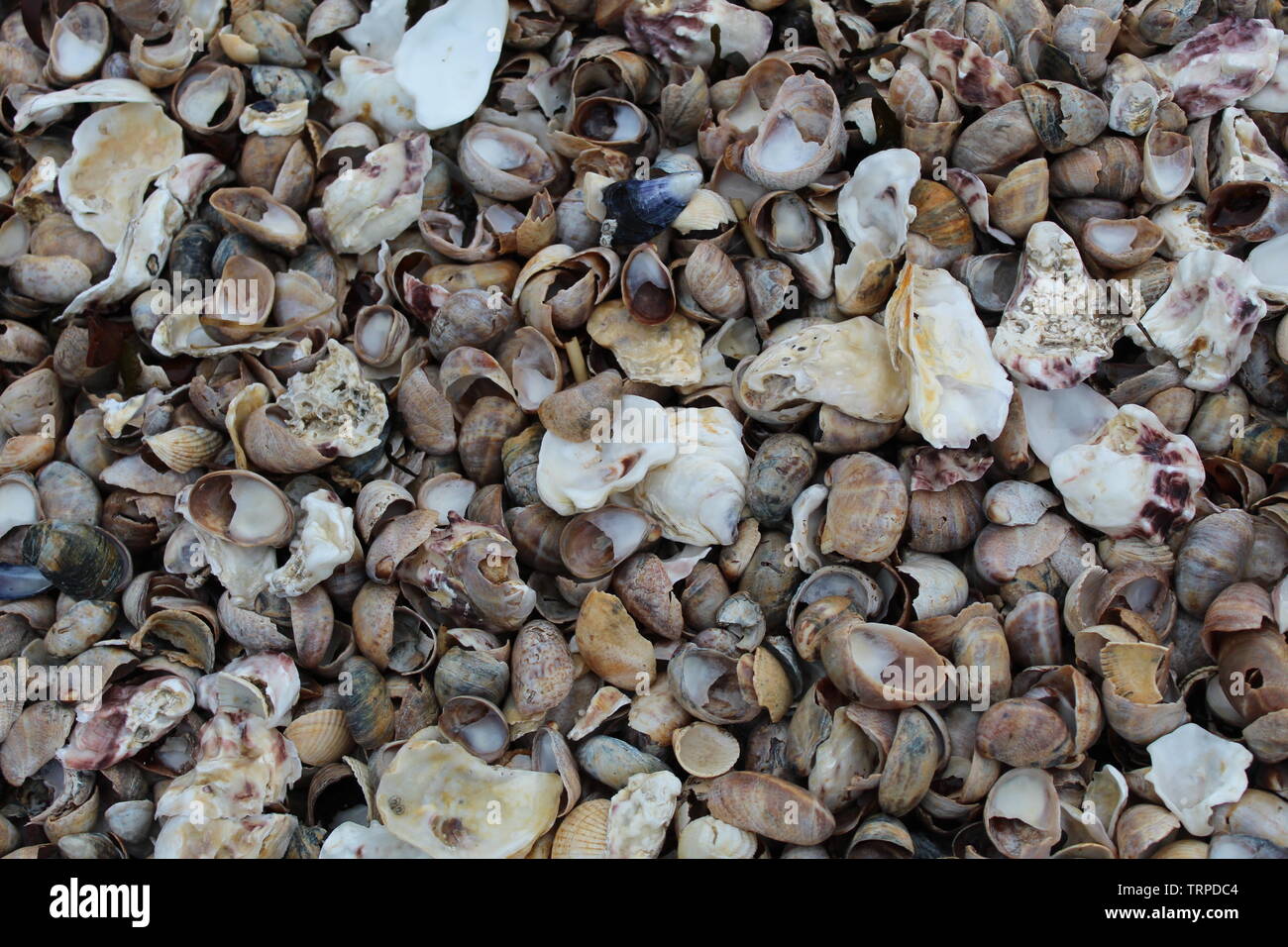 Shingle #1 Stock Photo