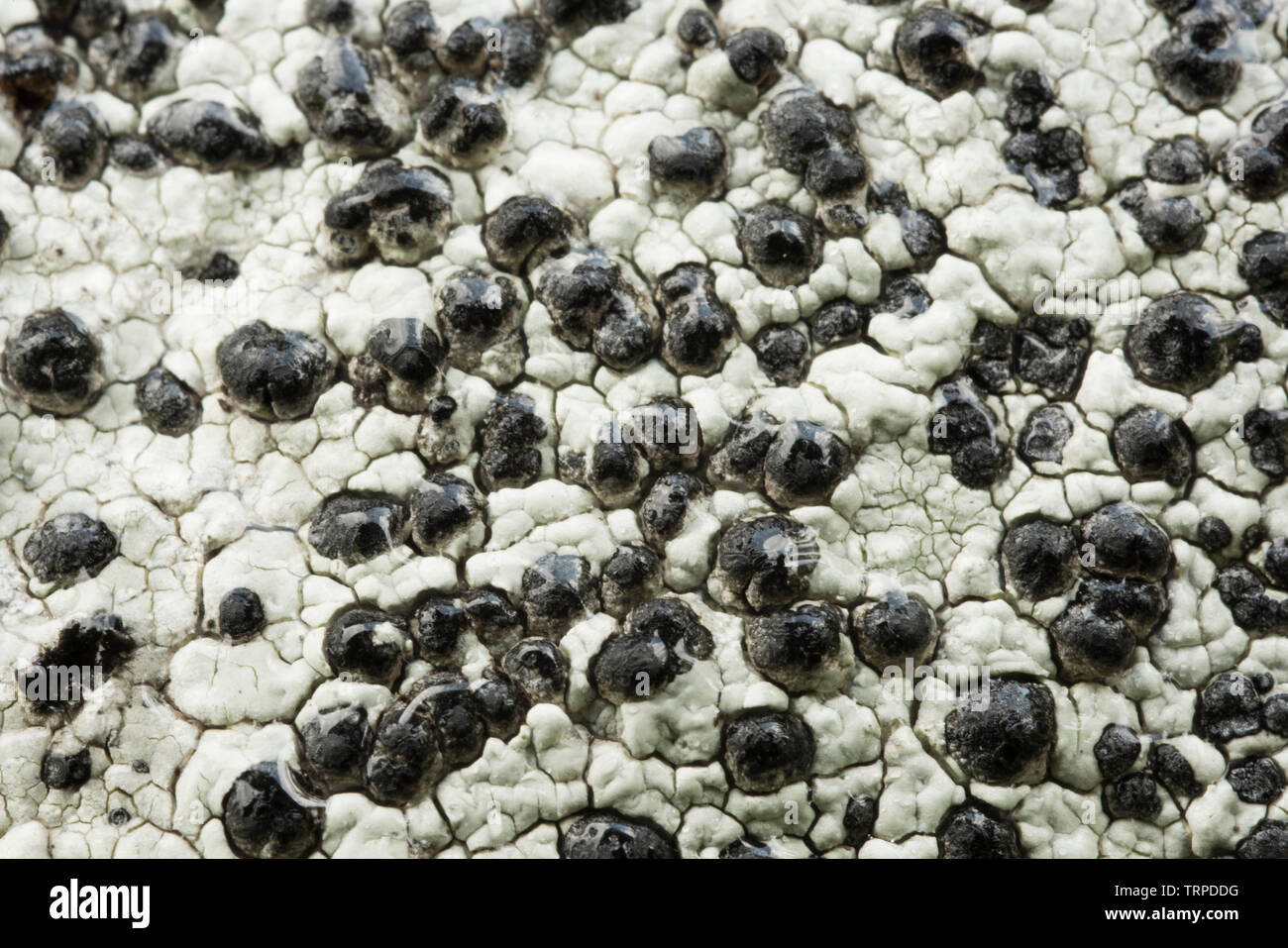 Lichen of the genus buellia Stock Photo
