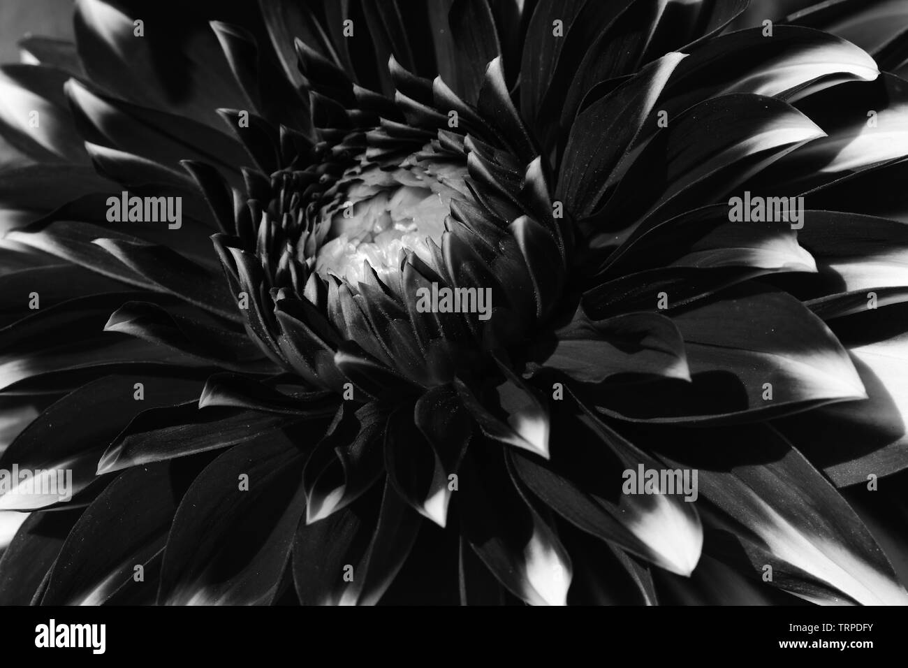 Dahlia in black and white. Stock Photo