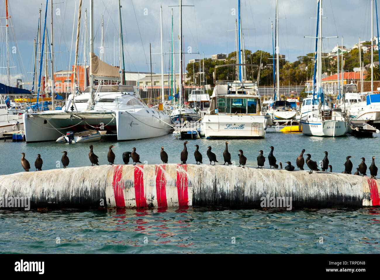 CAPE CORMORANTCORMORAN DEL CABO in the port of Simon´s Town, False Bay