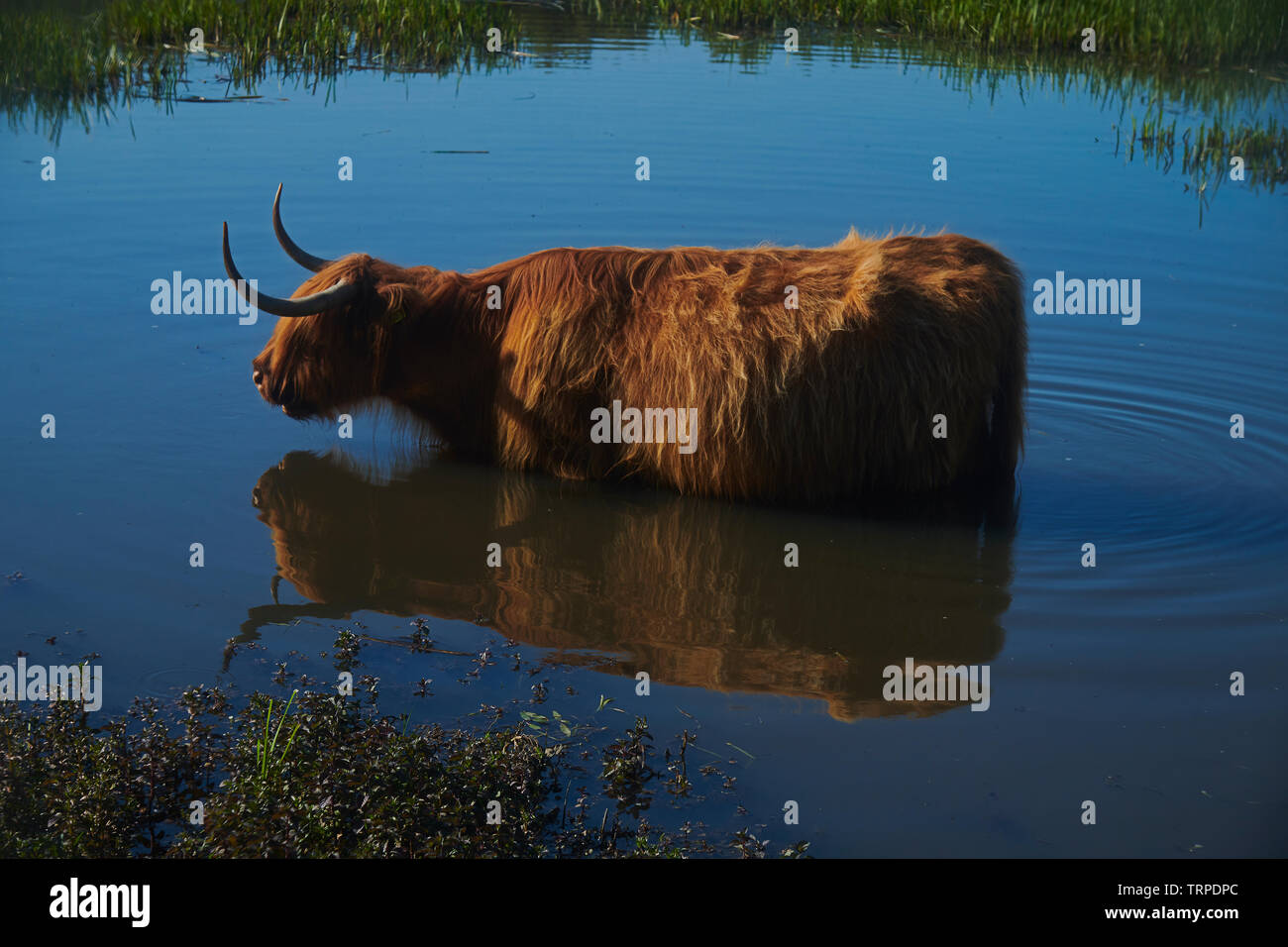 A Scottish Highland cow standing in a pool of water cooling down and ...