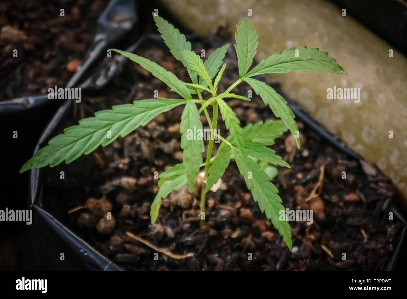 Growing marijuana tree Stock Photo Alamy