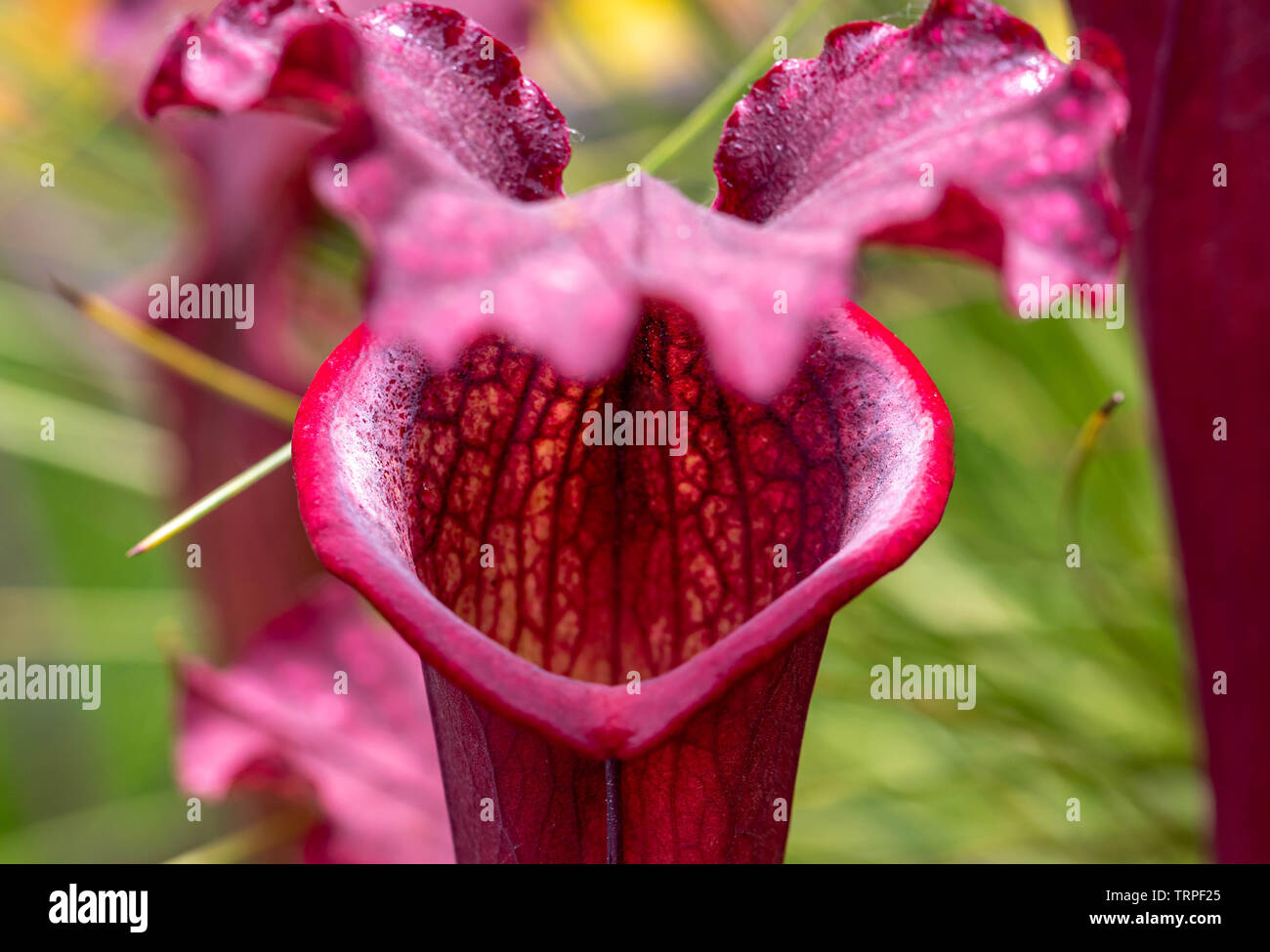 funny face carnivorous plant close up detail, natural flytrap Stock Photo