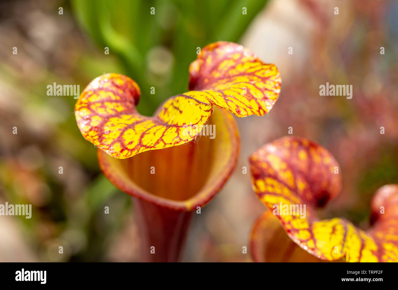funny smiling face carnivorous plant, heart shaped natural flytrap Stock Photo