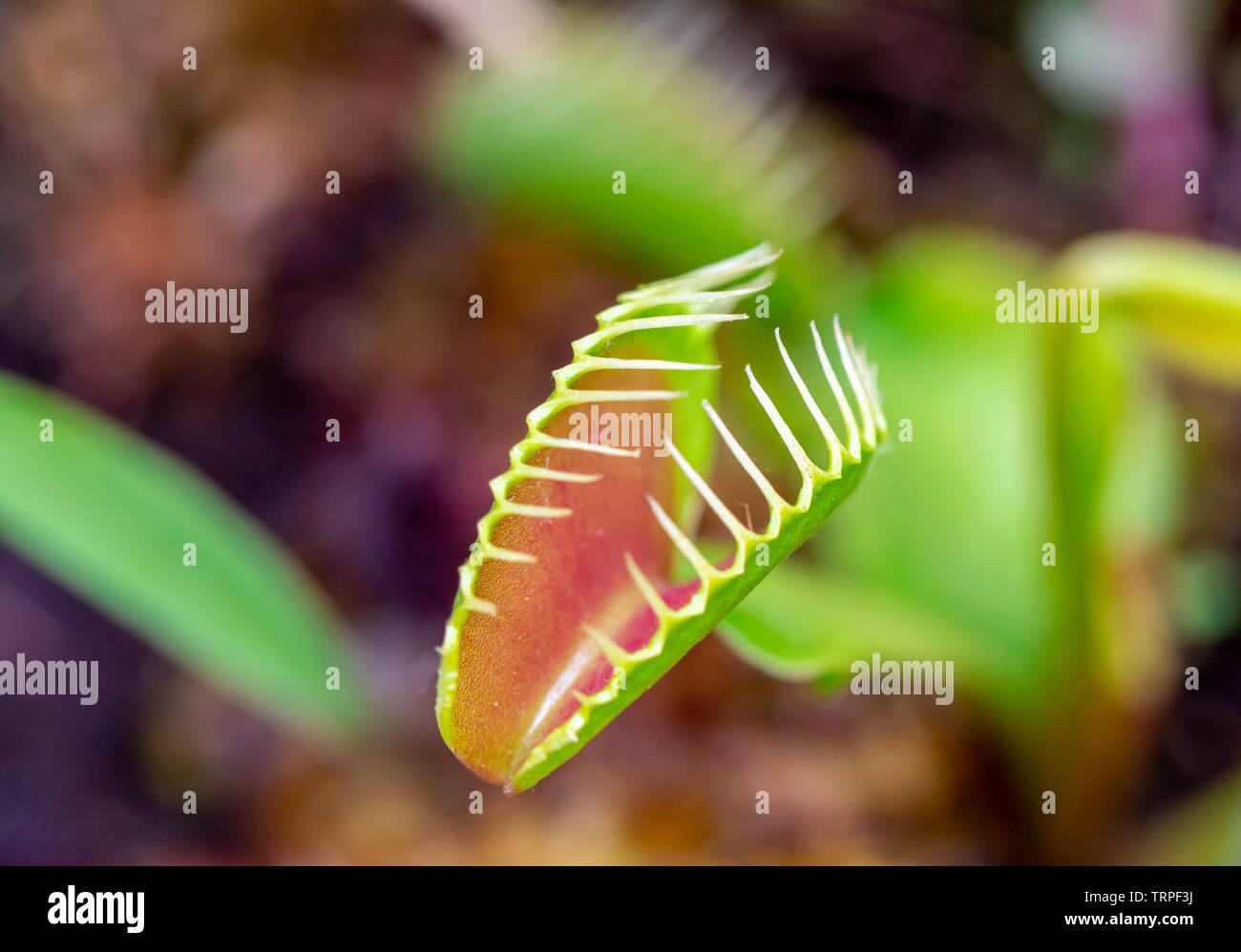 venus flytrap carnivorous plant close up detail Stock Photo