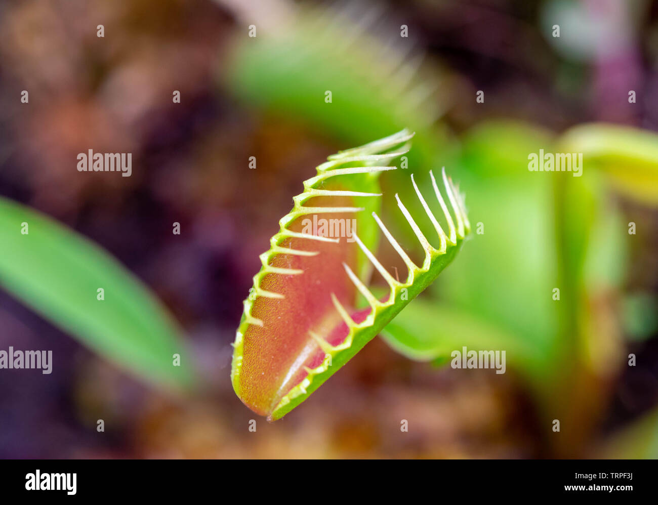 venus flytrap carnivorous plant close up detail Stock Photo - Alamy
