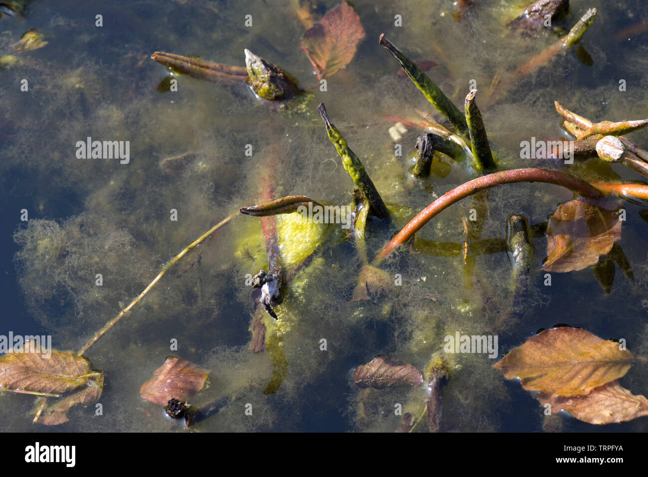 Filamentous algae or blanket weed contaminating a garden pond, dense
