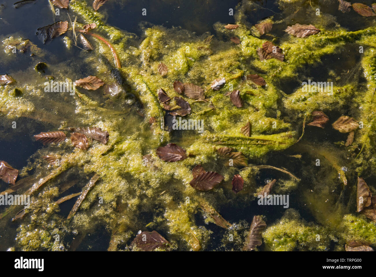 Filamentous algae or blanket weed contaminating a garden  pond, dense growth around aquatic plants in early spring Stock Photo