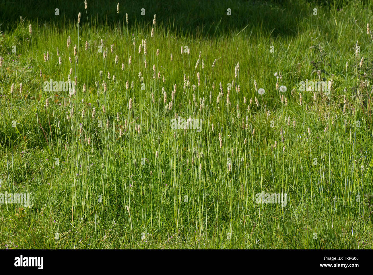 Flowering spikes of meadow foxtail, Alopecurus pratensis, in a group in grassland, Berkshire, May Stock Photo