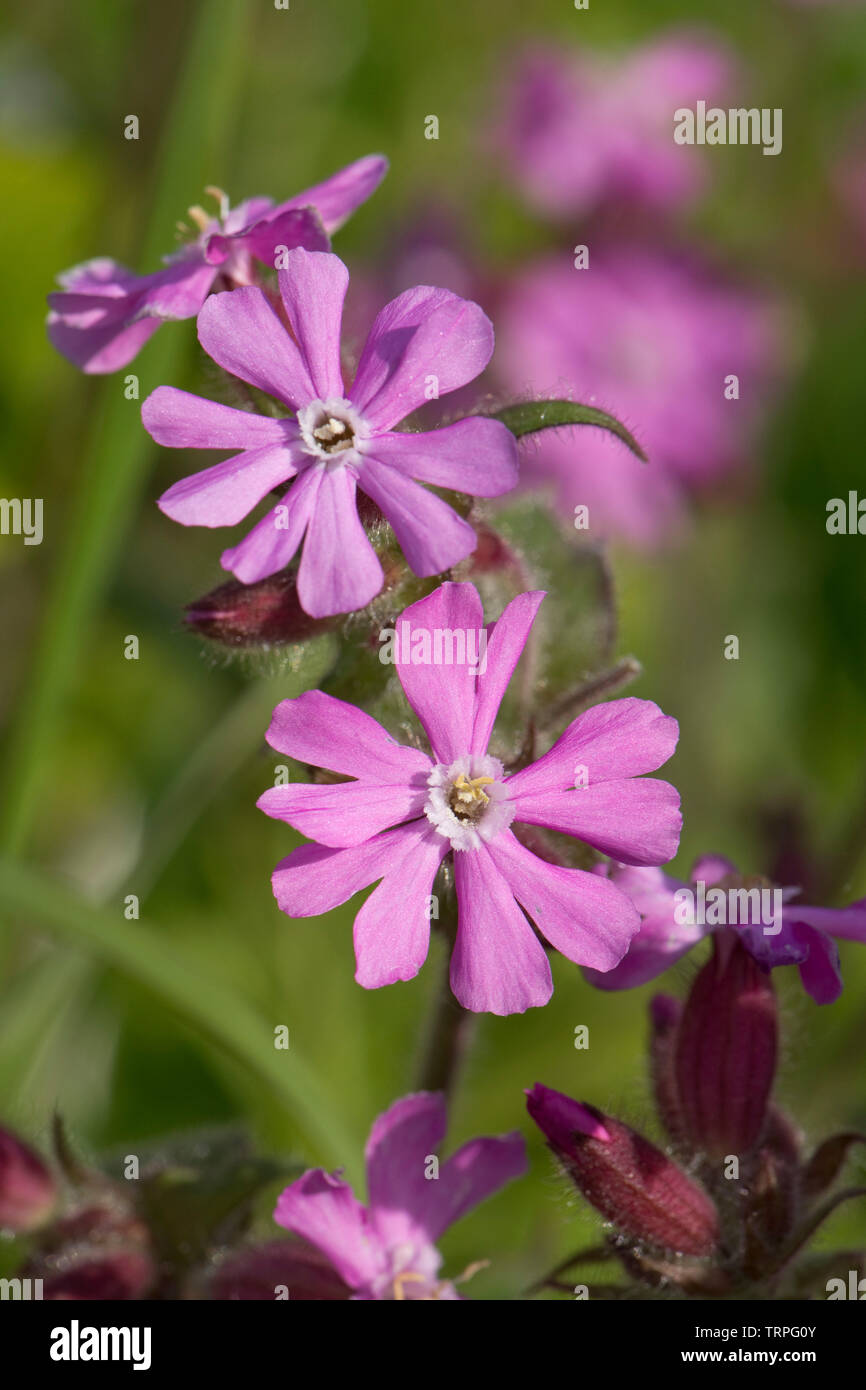 Red campion, Silene dioica, male plant flowers of wild hedgerow