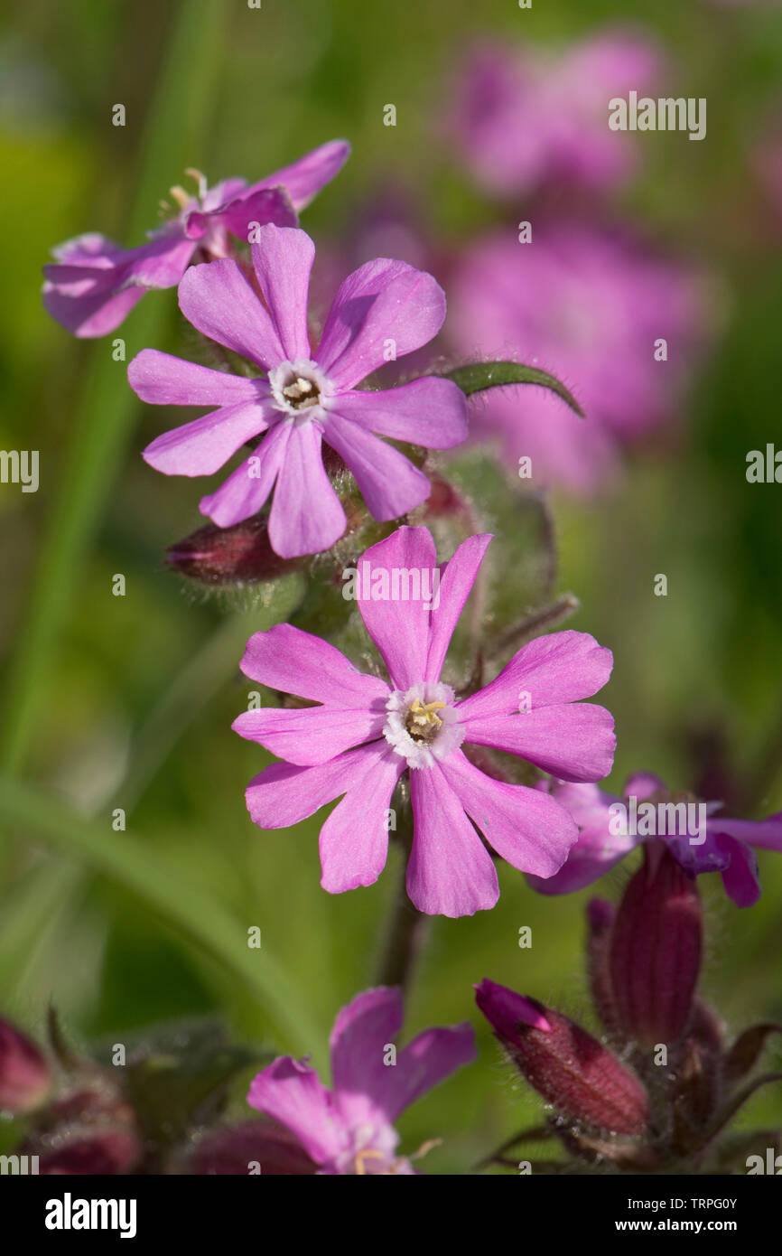 Red campion, Silene dioica, male plant flowers of wild hedgerow dioecious plant in spring, Berkshire, England, UK Stock Photo