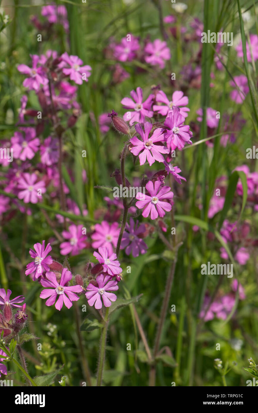 Red campion, Silene dioica, male plant flowers of wild hedgerow dioecious plant in spring, Berkshire, England, UK Stock Photo