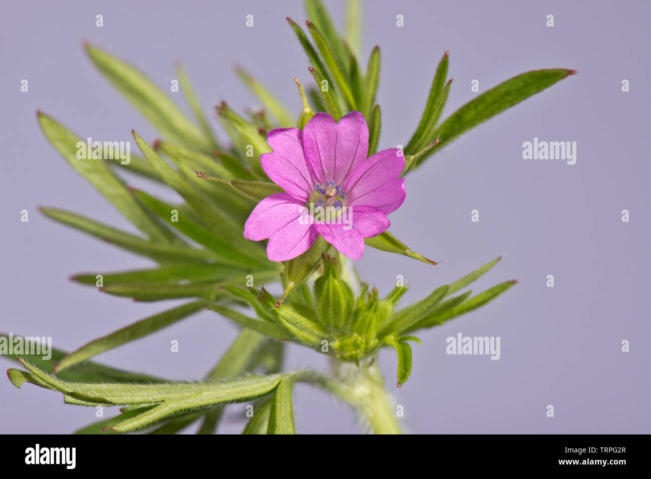 Cut-leaved geranium, Geranium dissectum, small pink flowers and deeply dissected leaves of annual weed, Berkshire, May Stock Photo