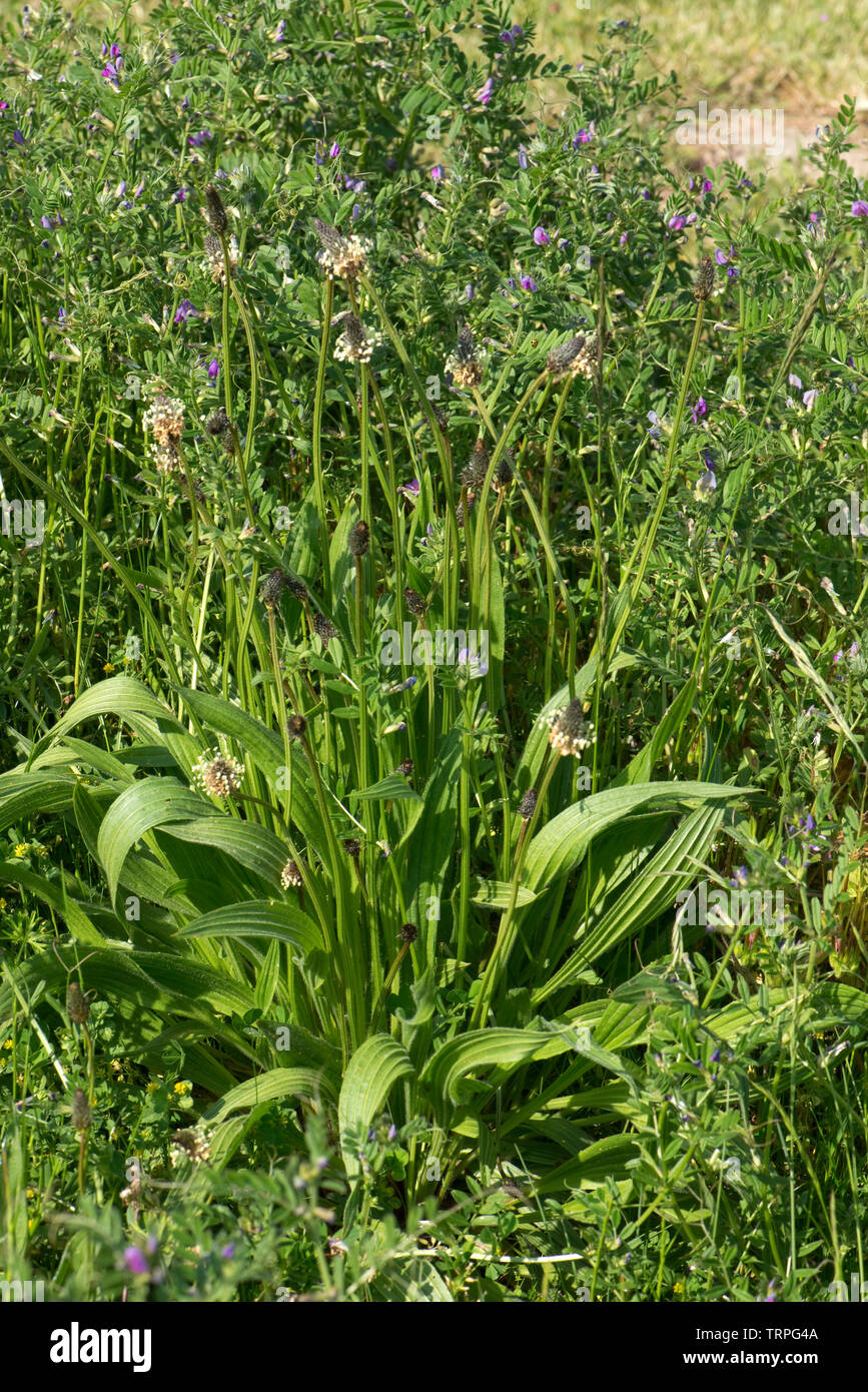 A flowering ribwort or narrowleaf plantain, Plantago lanceolata, plant flowering in waste ground in spring, Berkshire, May Stock Photo