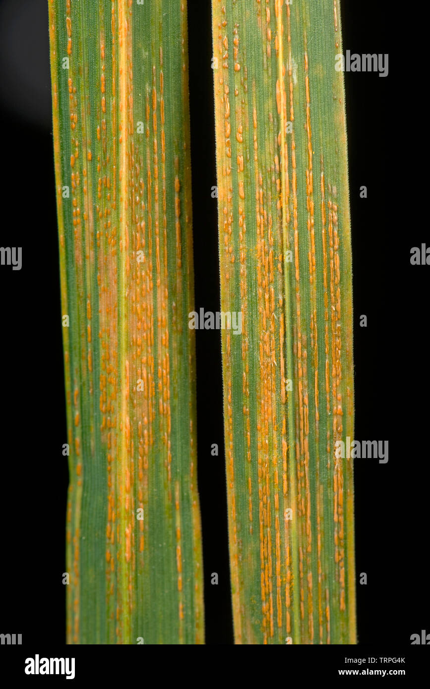Pustules of yellow or striped rust, Puccinia striiformis (striiformoides), in stripes on cocksfoot grass, Dactylis glomerata, leaves Stock Photo