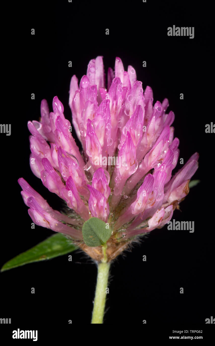 Red clover, Trifolium pratense, dense inflorescence of nitrogen-fixing, drought tolerant, legume of agricultural pastures Stock Photo