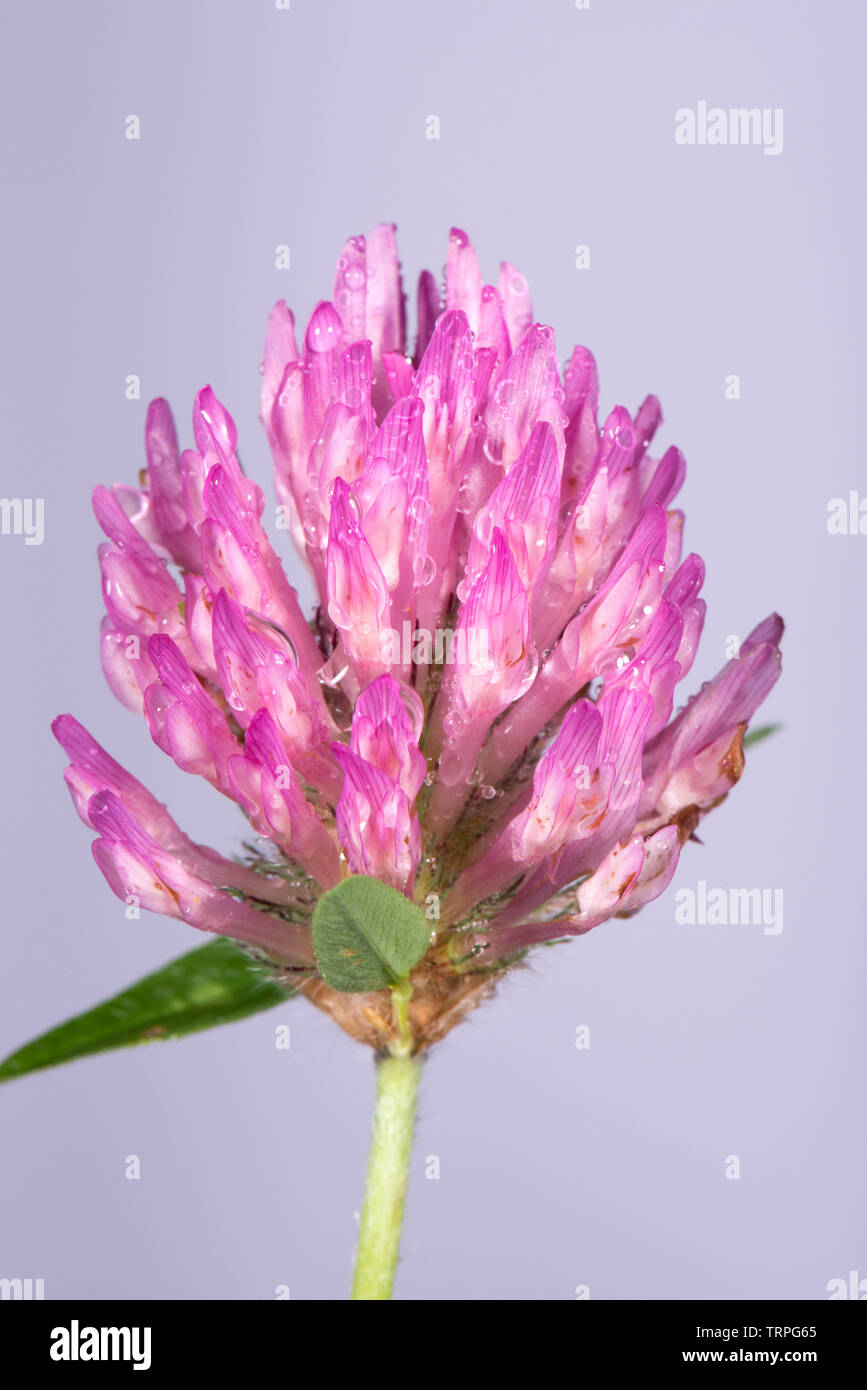 Red clover, Trifolium pratense, dense inflorescence of nitrogen-fixing, drought tolerant, legume of agricultural pastures Stock Photo