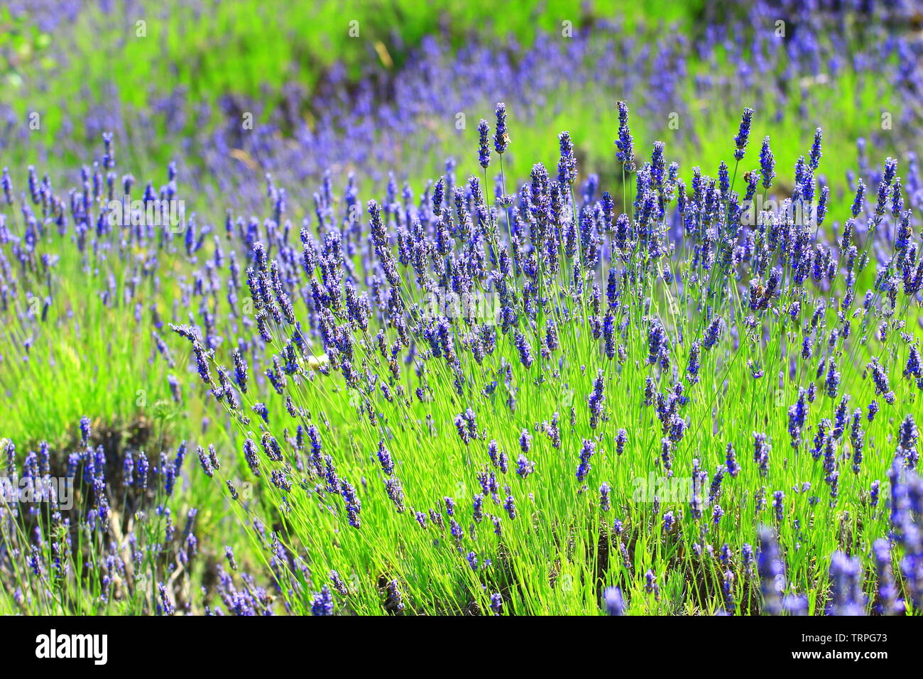 Lavender flowers on Island Hvar in Croatia Stock Photo Alamy