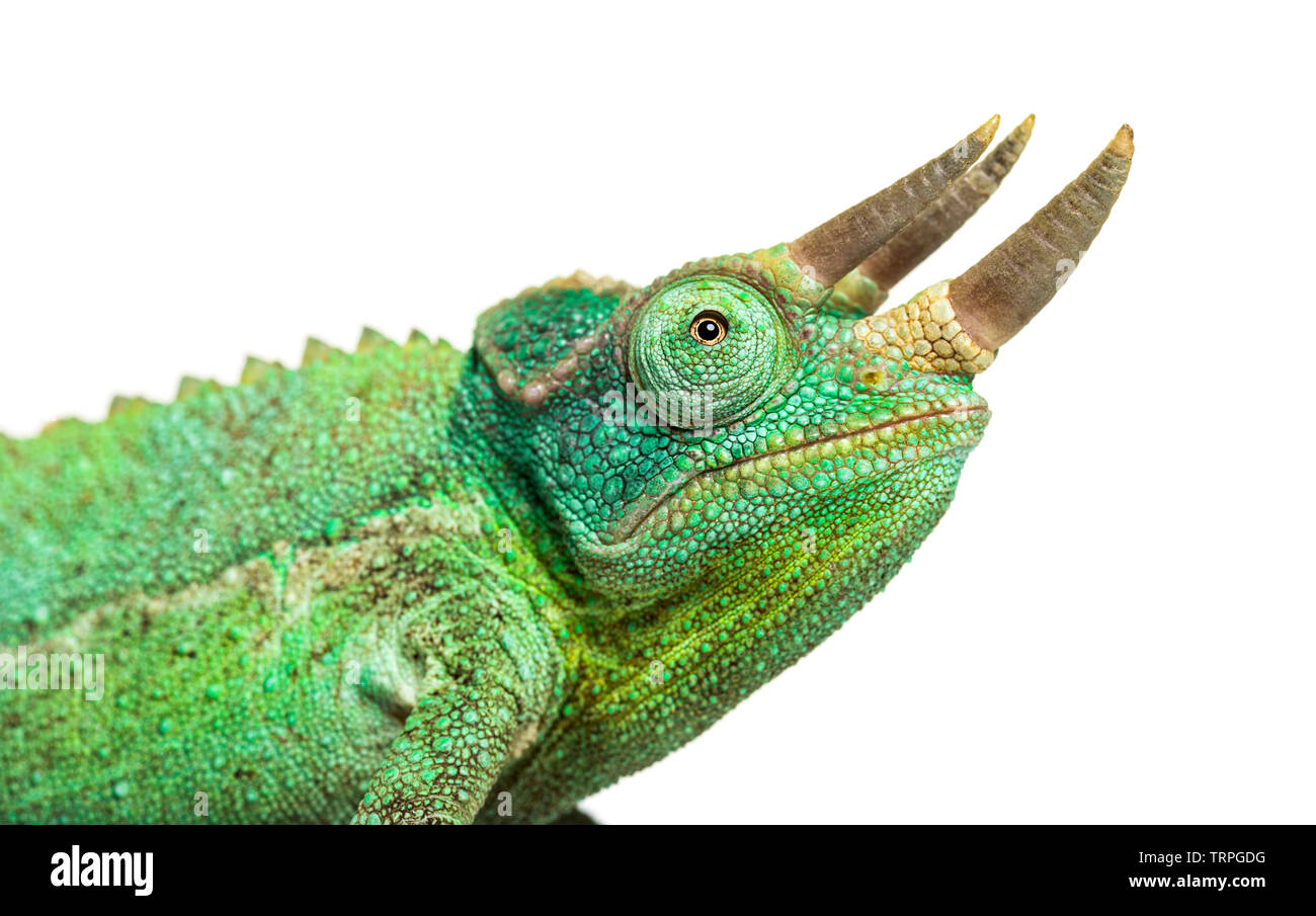 Close-up on a head of a Jackson's horned chameleon, Trioceros jacksonii, isolated on white against white background Stock Photo