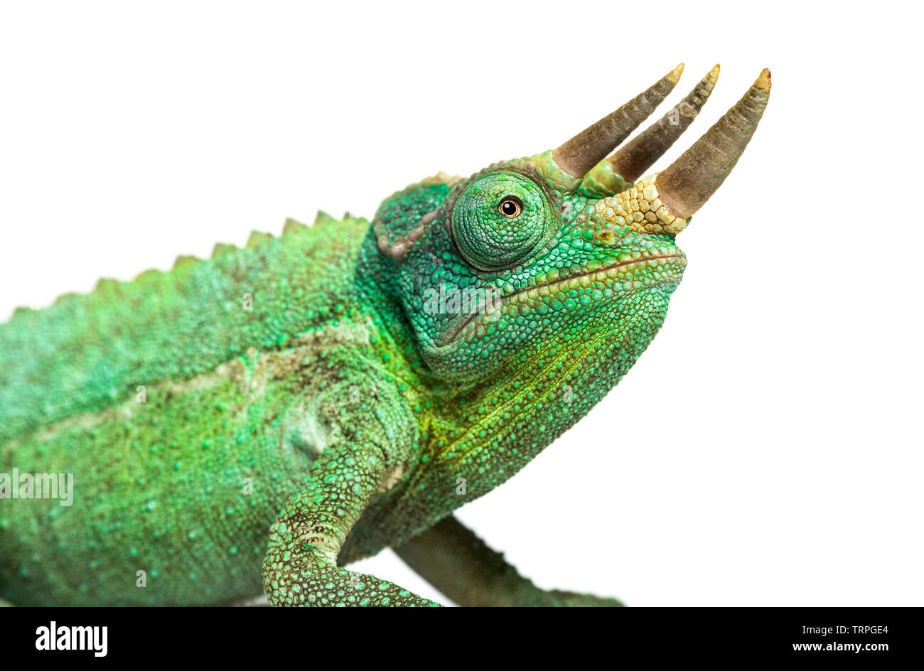 Close-up on a head of a Jackson's horned chameleon, Trioceros jacksonii, isolated on white against white background Stock Photo