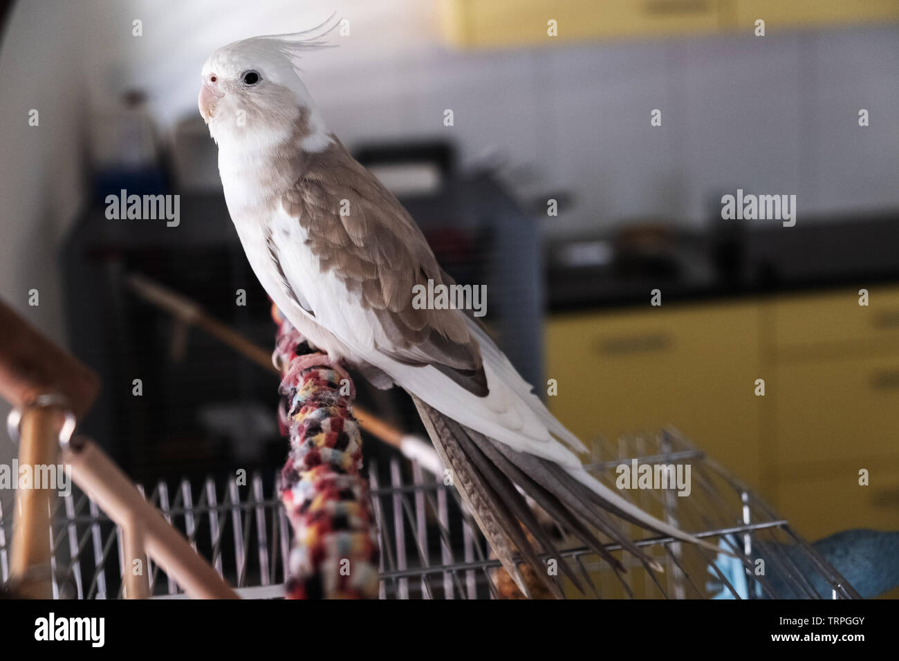 white pearl cockatiel