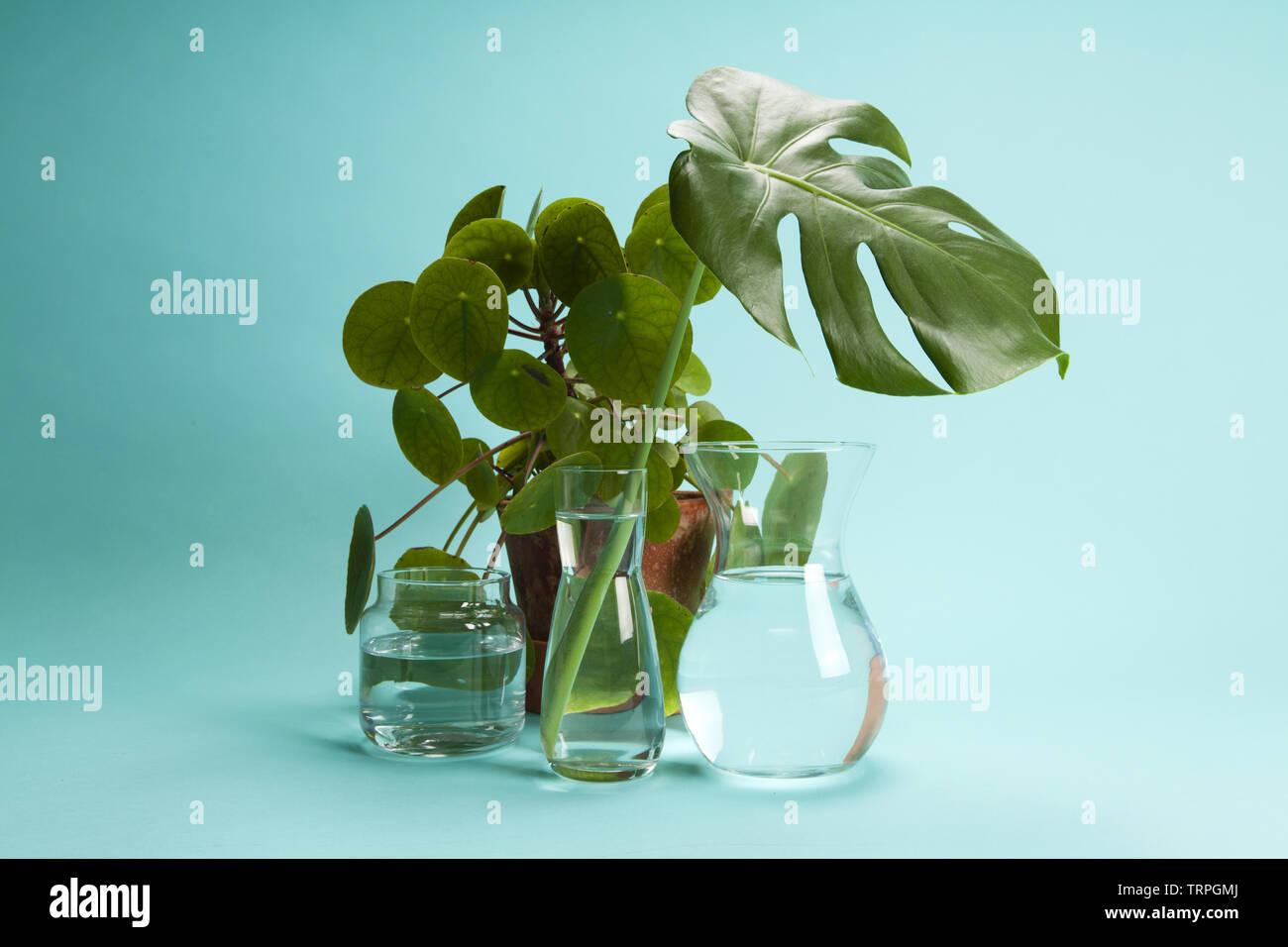 3 transparent glass vases filled with clear water and a branch of