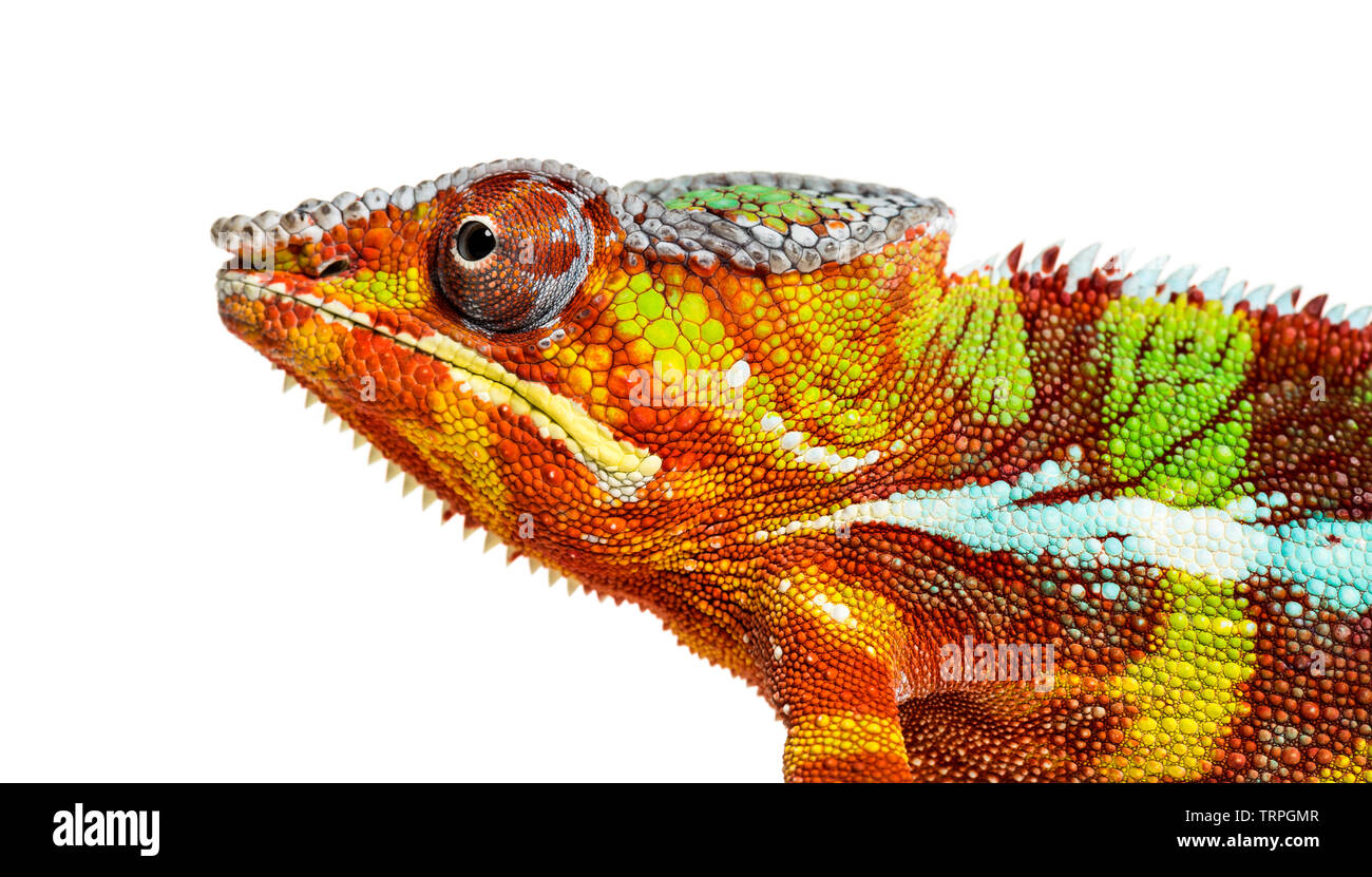 head of Panther chameleon, Furcifer pardalis looking at camera against white background Stock Photo