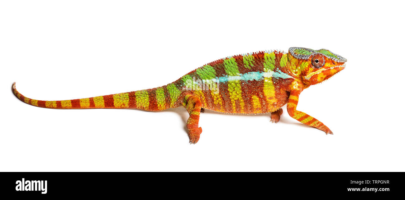 Panther chameleon, Furcifer pardalis looking at camera against white background Stock Photo