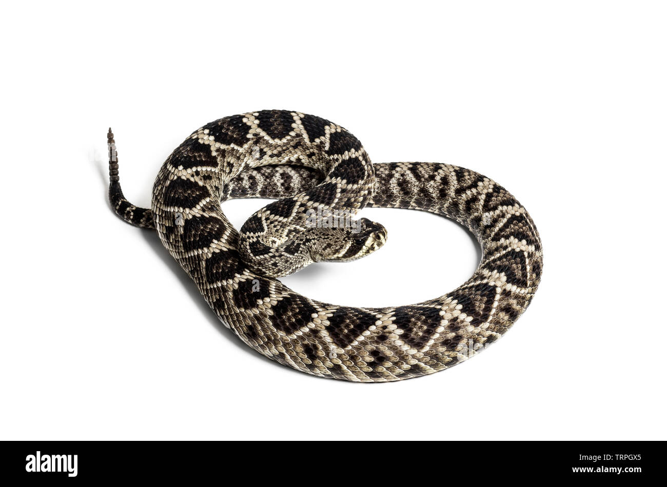 Crotalus atrox, western diamondback rattlesnake or Texas diamond-back ...