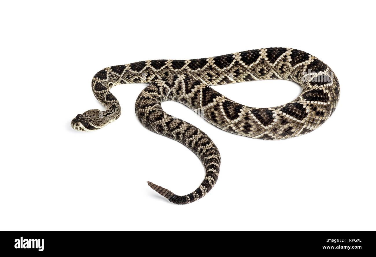 Crotalus atrox, western diamondback rattlesnake or Texas diamondback