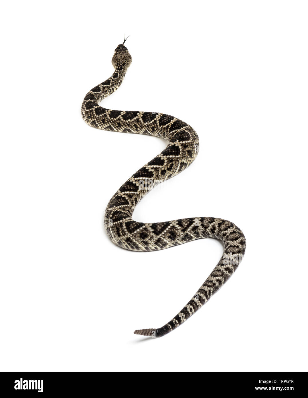 Crotalus atrox, western diamondback rattlesnake or Texas diamondback