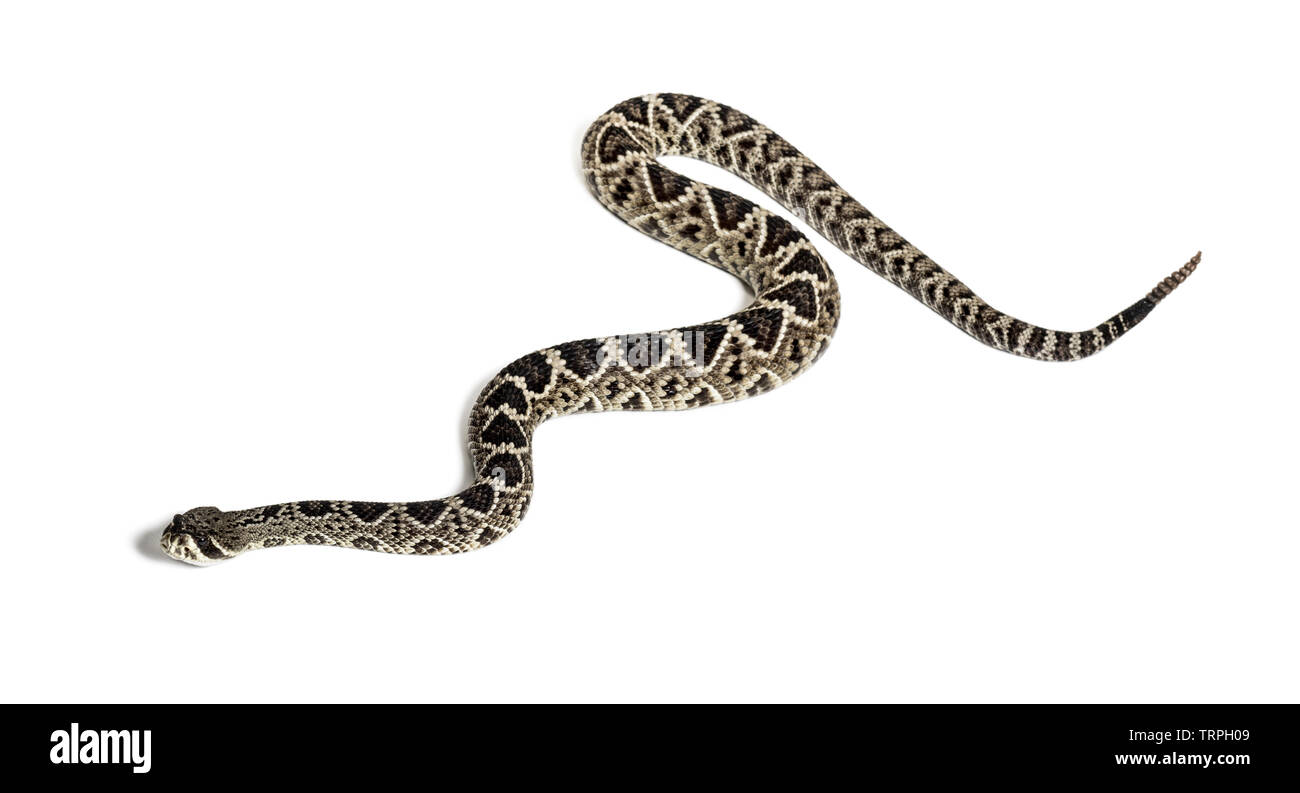 Crotalus atrox, western diamondback rattlesnake or Texas diamondback