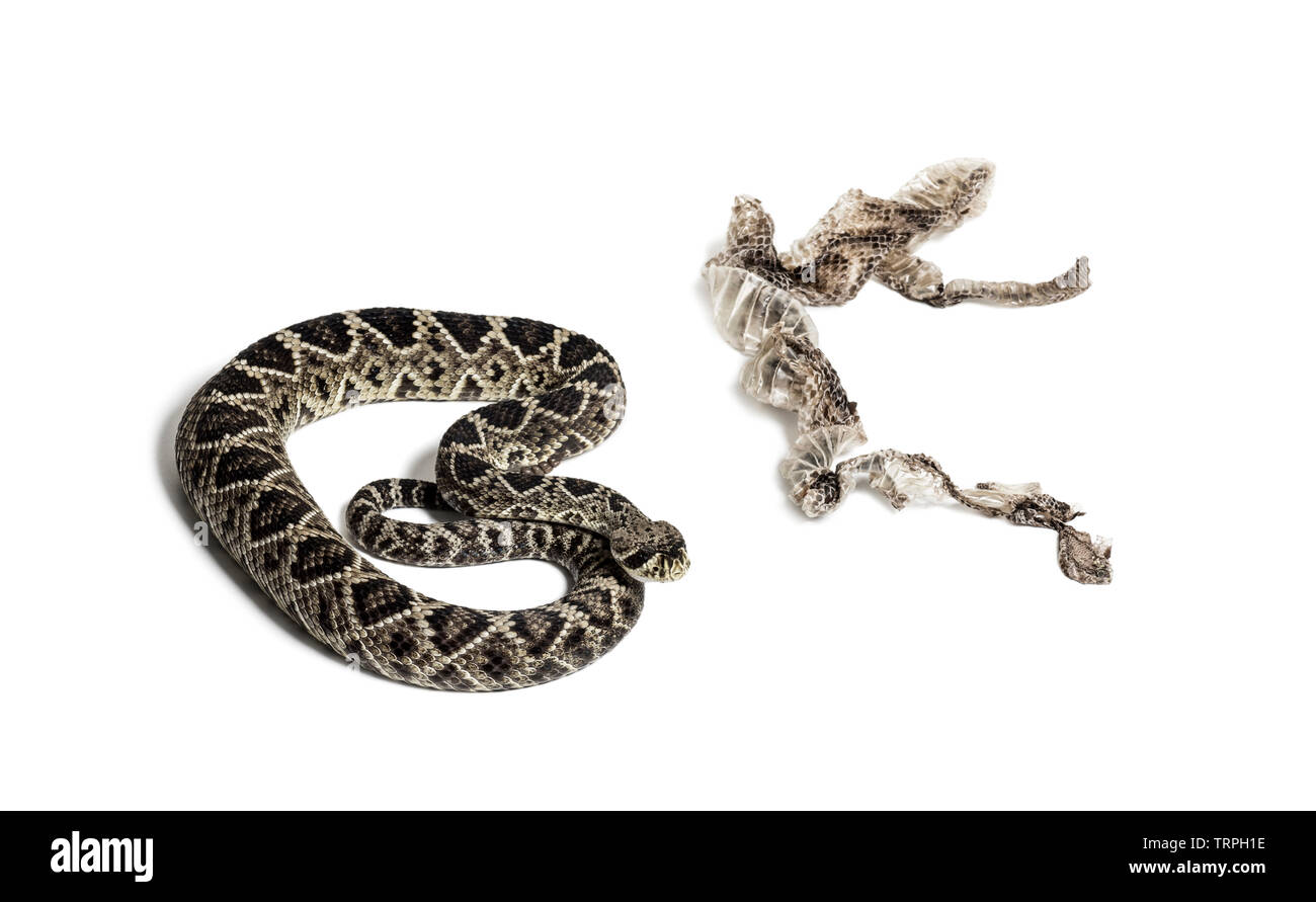 Crotalus atrox, western diamondback rattlesnake or Texas diamond-back, venomous snake with shed skin against white background Stock Photo