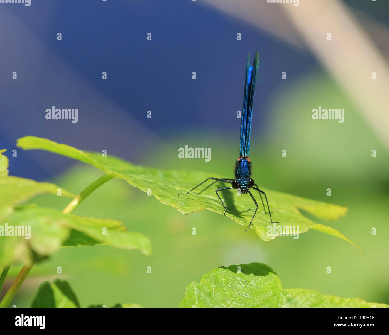 Detailed, macro, front view close up of a wild UK damselfly insect (Zygoptera) isolated outdoors in the sunshine, perched on a single, green leaf. Stock Photo
