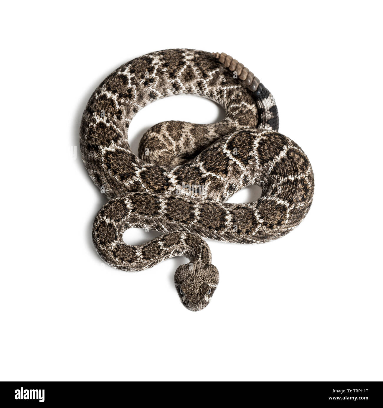 Diamondback snake Cut Out Stock Images & Pictures - Alamy