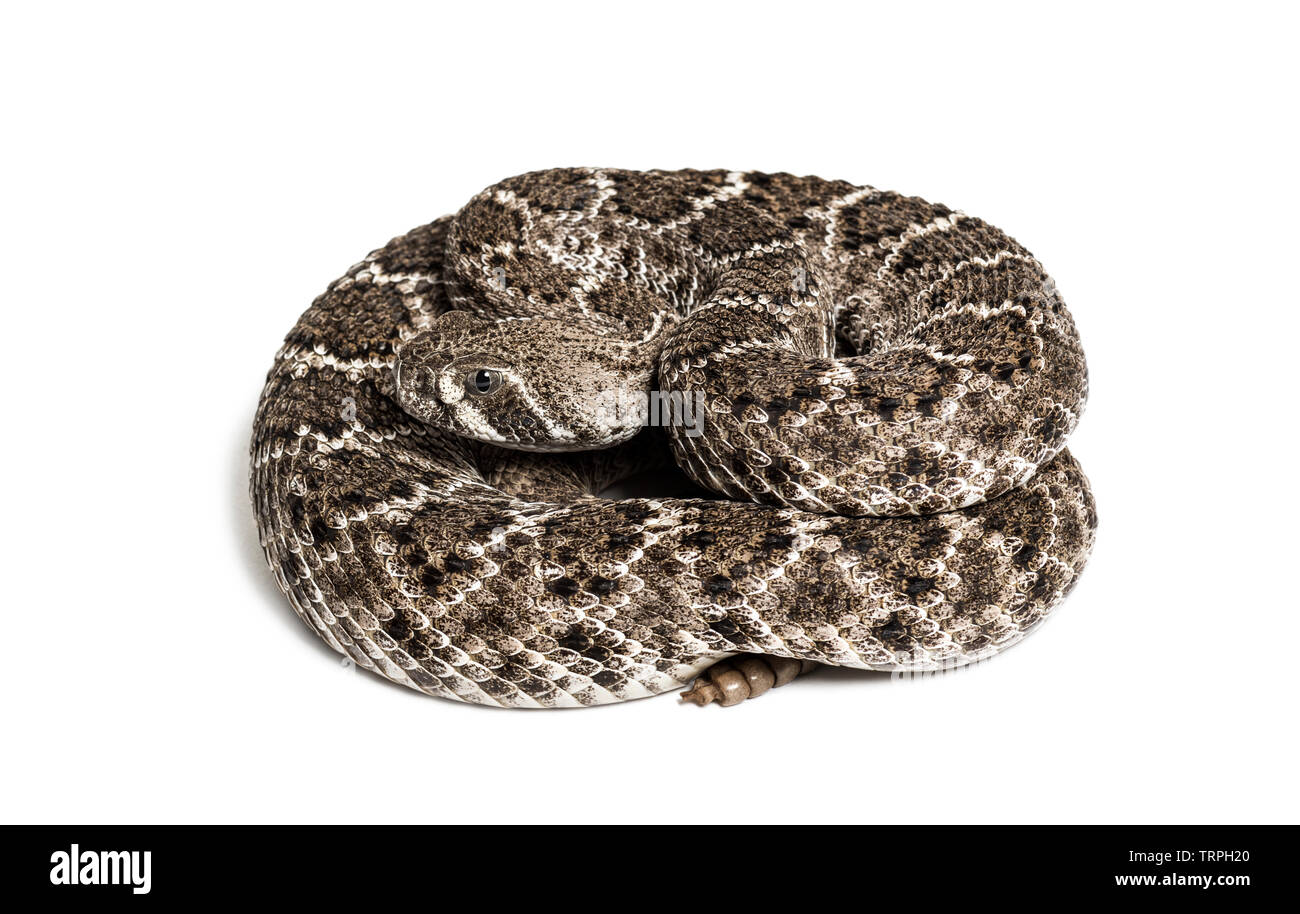 Crotalus atrox, western diamondback rattlesnake or Texas diamond-back ...