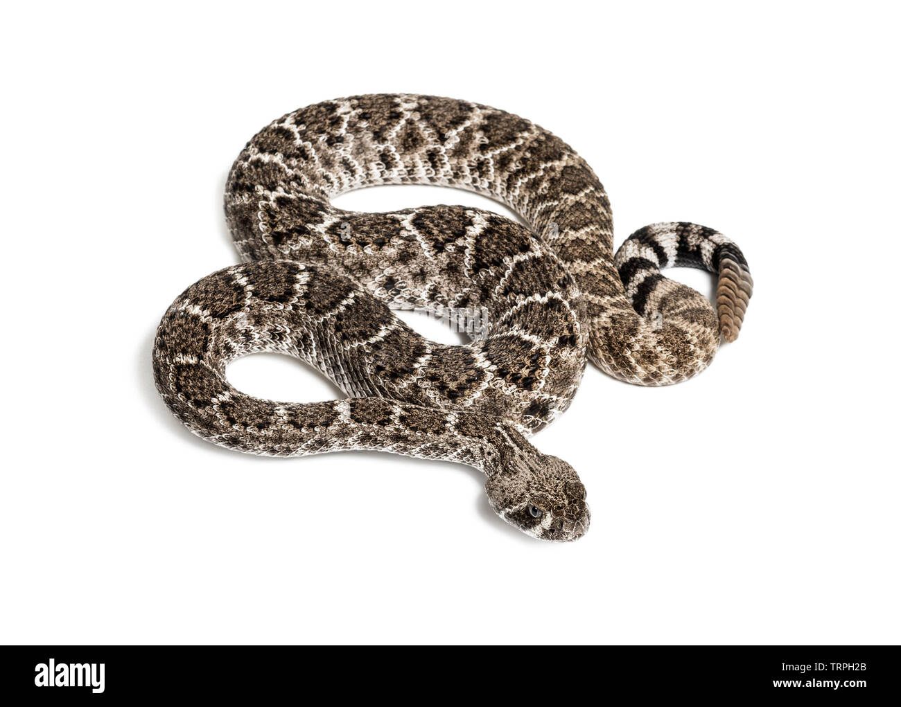 Crotalus atrox, western diamondback rattlesnake or Texas diamond-back ...