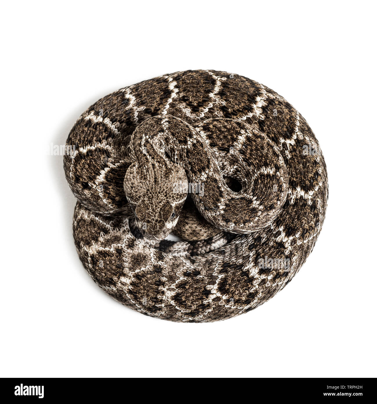 Crotalus atrox, western diamondback rattlesnake or Texas diamond-back ...