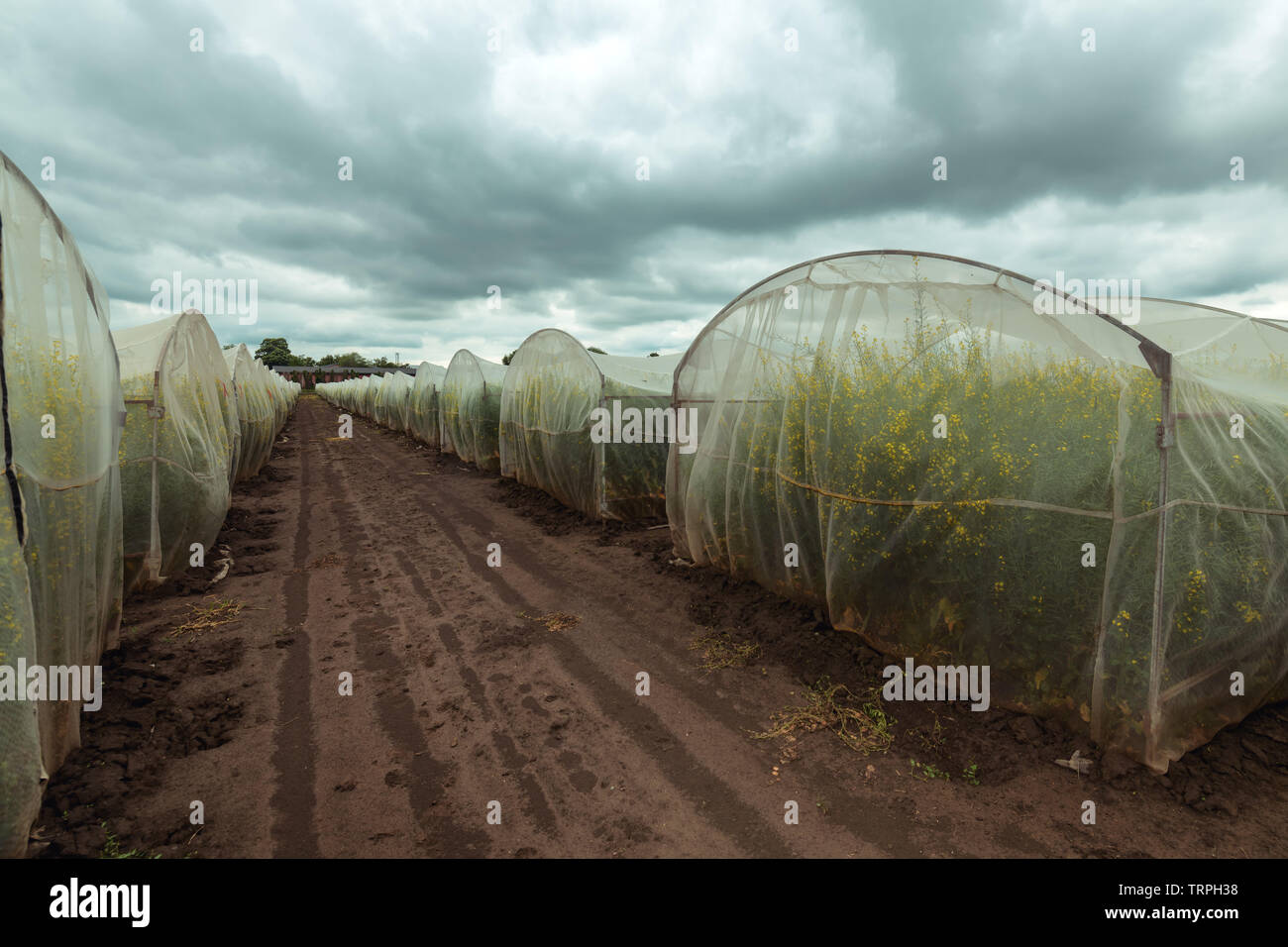 Growing Rapeseed Organic sustainable growing rapeseed experiment in controlled ...