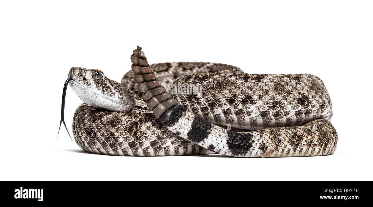Crotalus atrox, western diamondback rattlesnake or Texas diamond-back, venomous snake against white background Stock Photo