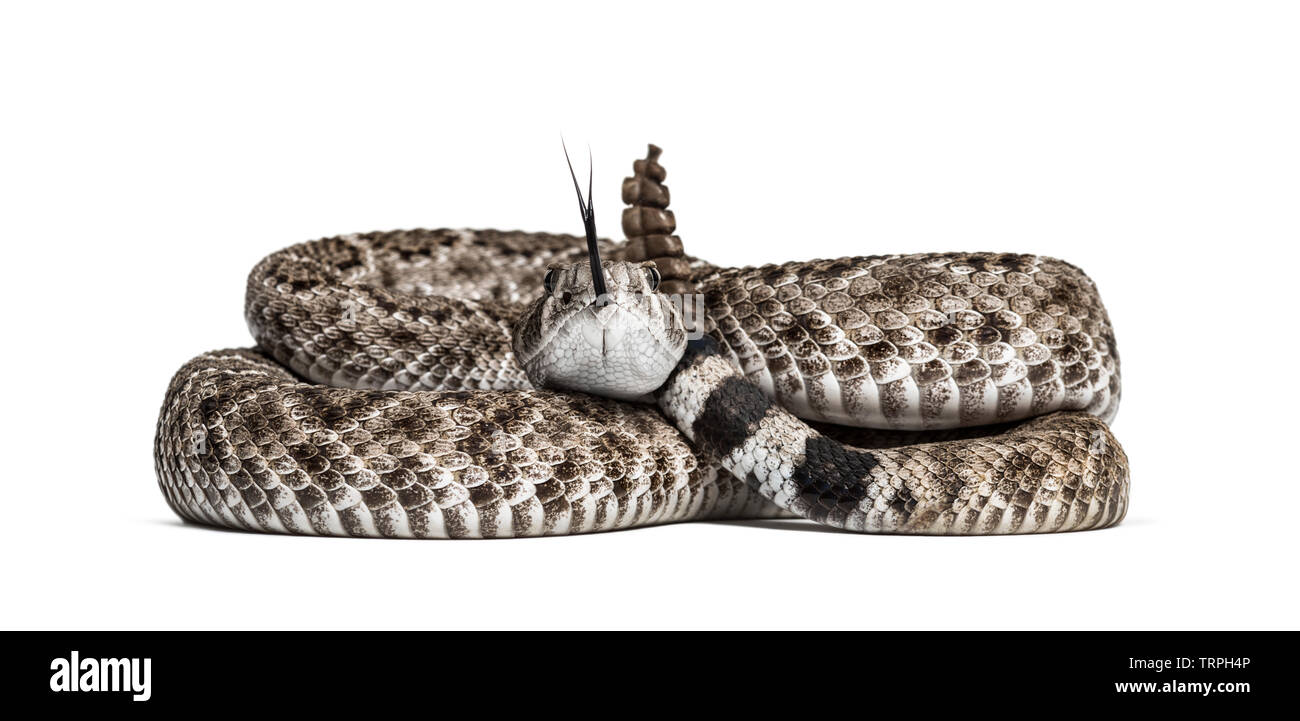 Crotalus atrox, western diamondback rattlesnake or Texas diamond-back, venomous snake against white background Stock Photo