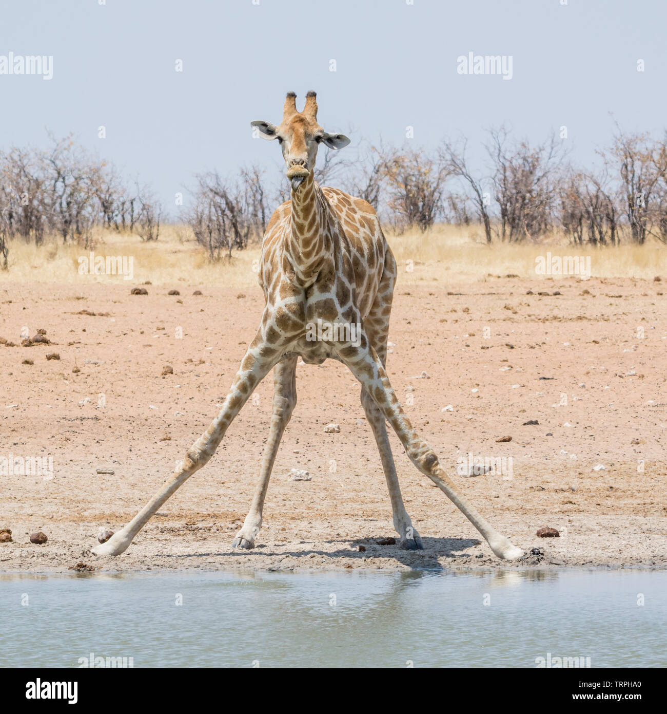 A Giraffe drinking at a watering hole in Namibian savanna Stock Photo