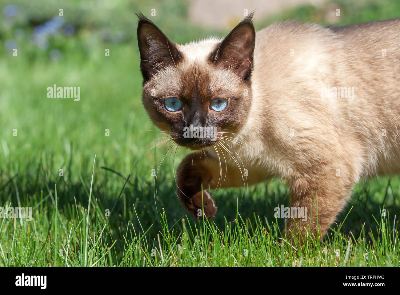 Siamese cat walking on the grass Stock Photo - Alamy