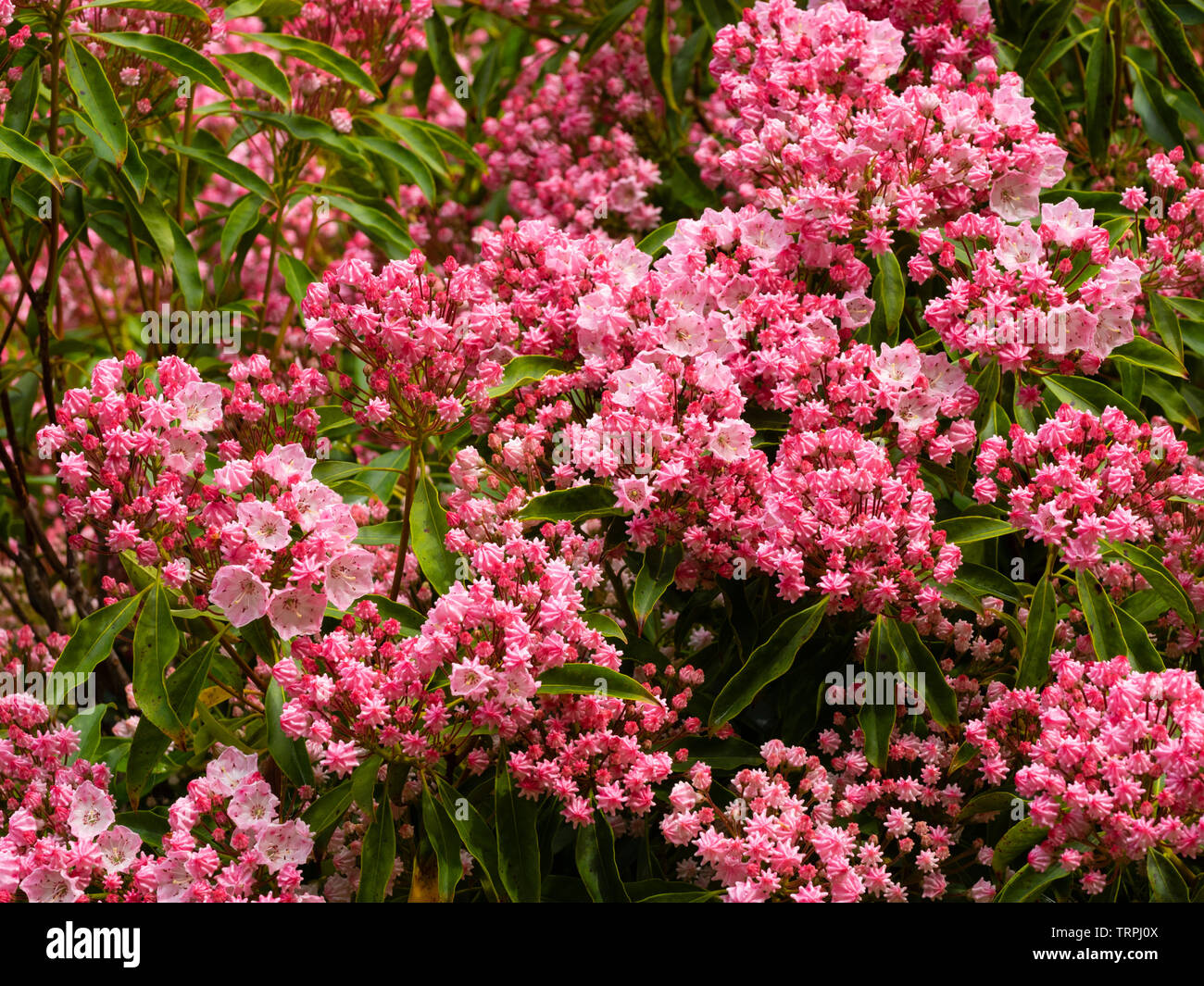 Pleated buds and opening flowers of the hardy evergreen mountain laurel, Kalmia latifolia Stock Photo